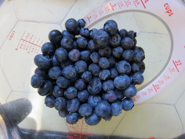 Blueberries