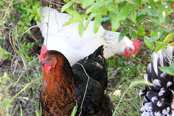 laying_hens