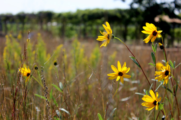 prairie