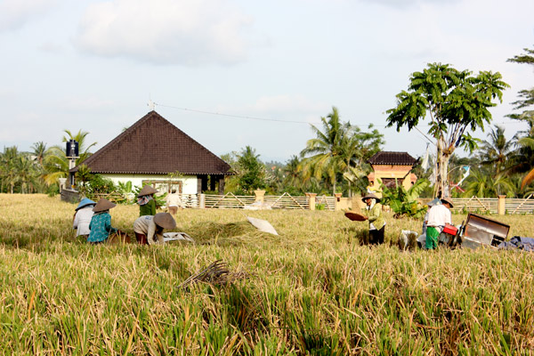 rice_fields