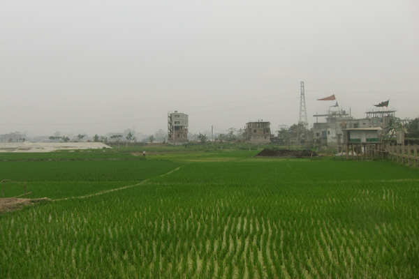 rice_fields1
