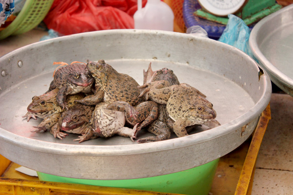market_frogs