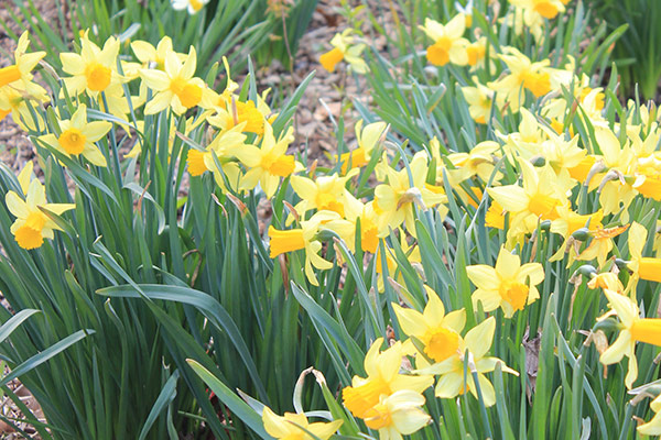 Daffodils