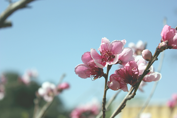 Blossoms