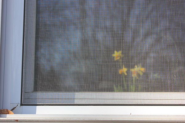 Window_daffodils